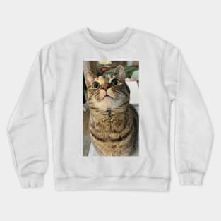 Cat Curiosity Crewneck Sweatshirt